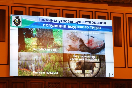 В Хабаровске состоялось совещание по проблемам сохранения популяции амурского тигра