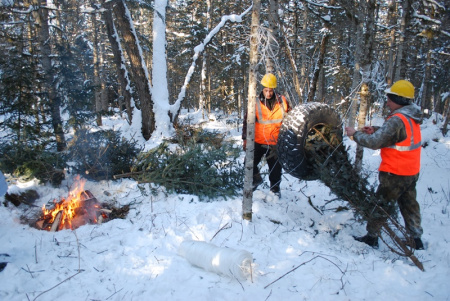 В Хабаровском крае лесники заготовят около четырех с половиной тысяч новогодних красавиц 