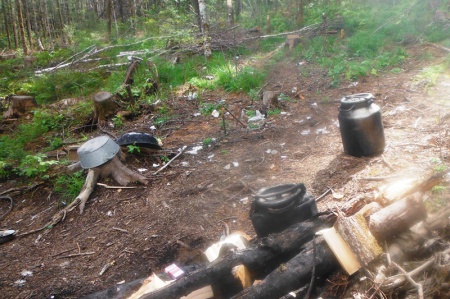 За нарушения правил санитарной безопасности в лесах в краевой бюджет поступит более двух миллионов рублей 