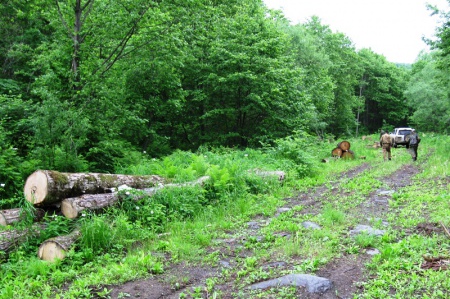 Лесные инспекторы провели около 1000 патрульных мероприятий и выявили более 80 фактов нарушений лесного законодательства 