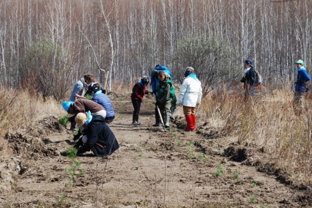В Хабаровском крае японские экологи поучаствовали в посадке трех тысяч саженцев кедра