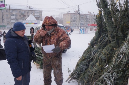 В Хабаровске выявлен продавец, нелегально торгующий «новогодними елями»