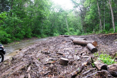 Государственными лесными инспекторами выявлено более 100 фактов незаконных рубок лесных насаждений