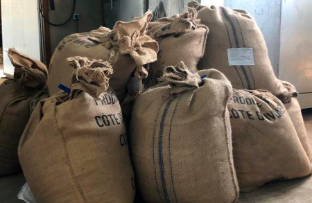 2 тонны семян кедра корейского выданы из федерального фонда
