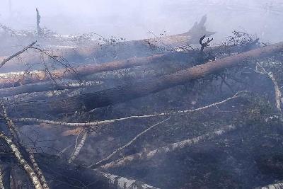 Лесные пожары в Орехово-Зуевском лесничестве ликвидируются в кратчайшие сроки