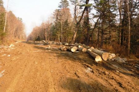 В Хабаровском крае управление лесами благодарит граждан за сотрудничество по охране лесов от лесонарушений 