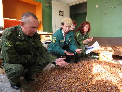 Орехово-Зуевские лесничие передали для посева на питомнике 240 килограммов желудей