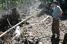 В Хабаровском крае лесными инспекторами выявлены нарушения лесного законодательства