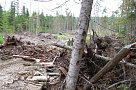 В Хабаровском крае лесные инспекторы проверили выполнение правил пожарной безопасности в лесах