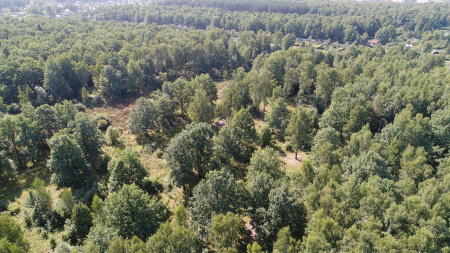 В Подмосковье суд запретил рубку лесных насаждений