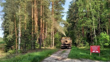 На востоке Московской области пройдет обработка лесов от непарного шелкопряда