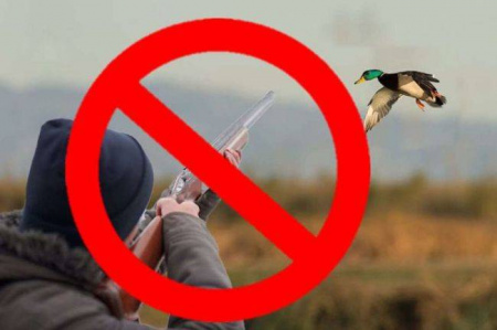 Экологические организации призвали запретить весеннюю охоту