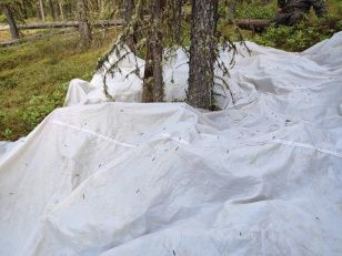 В Иркутской области более 34 тысяч гектаров леса обработают от сибирского шелкопряда