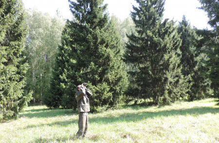 Рослесозащита: на территории Российской Федерации возможна заготовка 67,7 т семян хвойных пород 