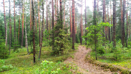 В состоянии лесов Брянской и Калужской областей наметилась устойчивая положительная динамика