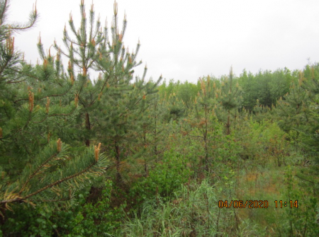 Специалисты Новгородской лесосеменной станции приступили к натурным обследованиям 