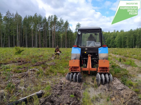В рамках национального проекта «Экология» Лесопожарной службе Брянской области было доведено государственное задание по лесовосстановлению и лесоразведению