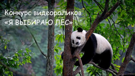 Вологодская академия объявила конкурс видеороликов о лесах