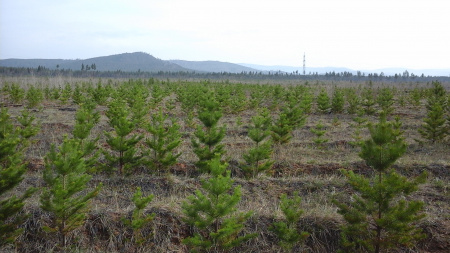 В 2021 году вступили в силу новые нормативные правовые документы, касающиеся воспроизводства лесов