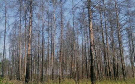 Участки майнского леса Ульяновской области восстанавливают после пожара