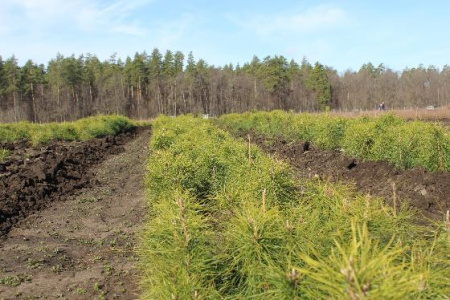Самарские лесоводы начали подготовку к лесовосстановительным работам