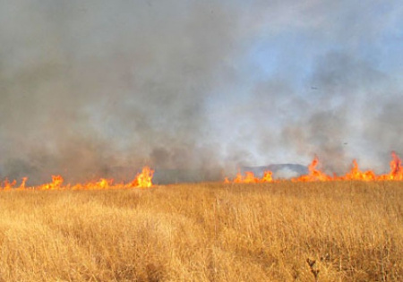 Лесные огнеборцы Воронежской области не дали огню перейти в лес